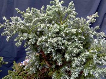 Phong thuỷ cây tuyết tùng xanh mát không gian mùa đông