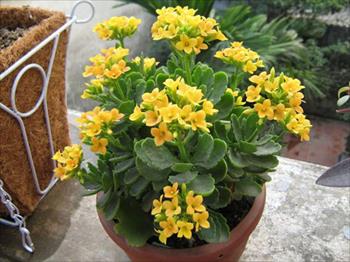 Cây sống đời: Ý nghĩa và tác dụng