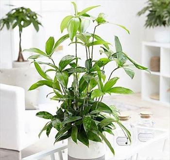 Ý nghĩa phong thuỷ của cây Trúc Nhật