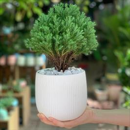 Ý nghĩa cây Tùng bồng lai trong phong thuỷ