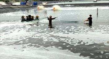 Quảng Yên: Tái cơ cấu ngành Nông nghiệp khi quỹ đất bị thu hẹp