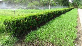 Chuyển đổi mục đích sử dụng đất hoa màu sang đất ở