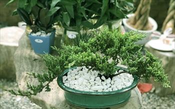 10 loại cây hút tài, đuổi tà 