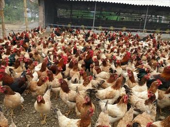 Nếu bác nào đang muốn mua đất đúng chuẩn theo mô hình Vườn-Ao-Chuồng thì mua ngay ô này nhé.