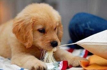 Chọn vật nuôi hợp mệnh mang lại may mắn cho chủ nhà