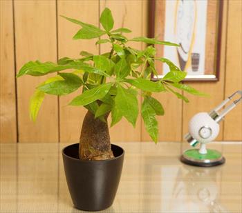 9 loại cây cảnh mini rước lộc cho chủ nhân