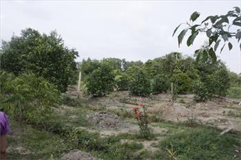 Đất trồng cây lâu năm, hết hạn sử dụng có bị thu hồi?