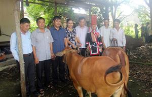 Trao bò giống cho thương binh có hoàn cảnh khó khăn
