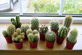 Những loại cây đẹp mấy cũng không trồng trong nhà tránh tiêu tán tài lộc, rước bệnh cho gia đình