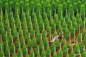 Đất đồi trọc khai hoang có được cấp GCNQSDĐ không?