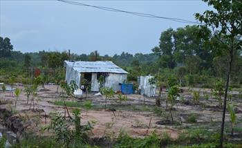 Xây dựng nhà ở trên đất trồng cây lâu năm?